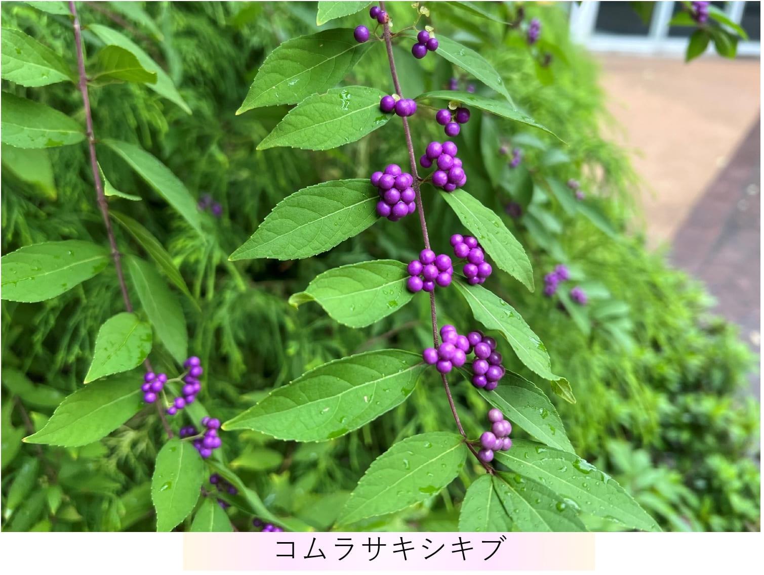 shop_img01